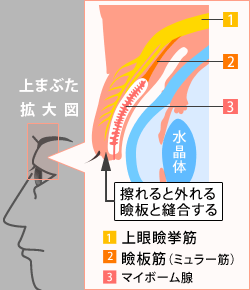 眼の断面図